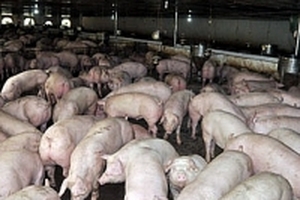 Giá heo hơi hôm nay (15/8) không biến động nhiều, giá heo con có nơi lên 1 triệu đồng/con