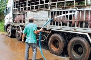 Thị trường heo hơi hôm nay (15/8) cửa biên vẫn đóng