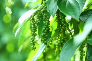 Giá hồ tiêu và cà phê hôm nay (15/8) đồng loạt giảm, giá cao su TOCOM bật tăng trở lại