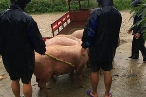 Thị trường heo hơi ngày 17/8: Mưa dông ở miền Bắc cản trở thương lái đi biên