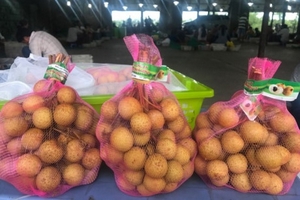 Nhãn 'khủng' Tây Bắc bất ngờ xuất khẩu sang Mỹ