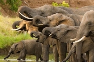 Ứng dụng thông minh giúp con người giao tiếp với loài voi