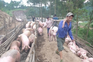 Giá heo hơi hôm nay (18/8) tại miền Bắc ổn định, miền Nam giảm nhẹ