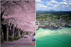 Nhật Bản hay Hàn Quốc, điểm đến nào phù hợp với bạn?