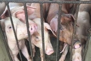 Giá heo hơi hôm nay (21/8): Nguy cơ giá giảm trong dài hạn