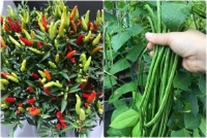 Tận dụng 3m2 sân thượng, mẹ Việt ở Nhật trồng đủ loại rau quả cho cả nhà