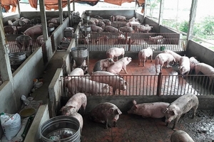 Giá heo hơi hôm nay 22/8: Giá tăng nhẹ, Quảng Ngãi ngừng hỗ trợ nuôi lợn