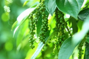 Năm 2017, Campuchia đặt mục tiêu xuất khẩu 80 tấn hồ tiêu Kampot