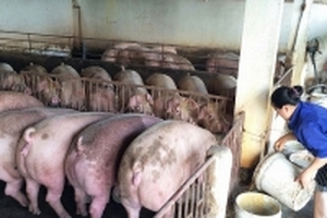 Giá heo hơi hôm nay (23/8) cân bằng tại 2 miền, việc đi biên có thể gặp khó vì bão số 6