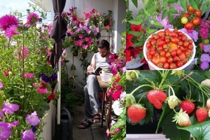 Bất ngờ với 'khu vườn' ban công 6m2 trồng đủ loại hoa và rau quả tươi tốt