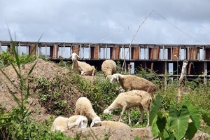 Khu đô thị lớn nhất Cần Thơ thành chỗ chăn cừu