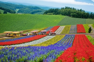 Ngất ngây vùng đồi ngập tràn sắc hoa 4 mùa của Nhật Bản