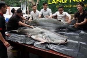 Cặp 'thủy quái' 200 kg xuất hiện gây xôn xao Đà Nẵng