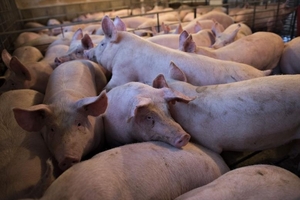 Giá heo hơi ngày 29/8: Bão liên tiếp đổ bộ, giá sẽ tăng vì nhu cầu lớn?