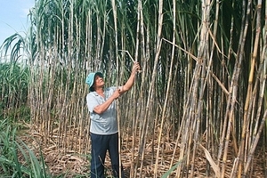 Rao bán công ty mía đường với giá 343.500 đồng một cổ phần