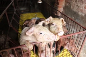 Giá heo hơi hôm nay 29/8: Miền Bắc tăng mạnh, miền Nam giảm nhẹ