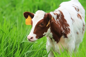 Vinamilk hoàn tất nâng sở hữu Bò sữa Thống nhất Thanh Hóa lên 100%