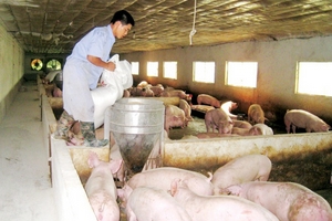 Không thể xuất khẩu kiểu 'lùa cả đàn' qua biên giới