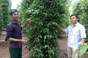 Tiêu không ra hoa, còn rụng hàng loạt, báo hiệu khả năng mất mùa