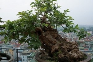Tận thấy cây ổi '300 tuổi' đơm hoa, kết trái ở Hà Nội