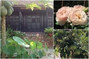Ngôi nhà vườn bình yên trên triền đồi rực rỡ hoa hồng và cây ăn quả ở Nha Trang
