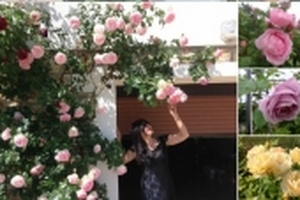 Ngắm mãi không chán khu vườn 'Triệu triệu đóa hồng' của mẹ Việt ở Pháp