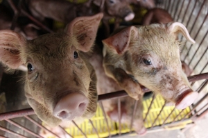 Giá heo hơi ngày mai (6/9) có thể vẫn đi lên