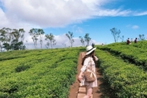 Một khoảng trời thương nhớ dành trọn ở đồi chè Cầu Đất