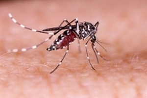 Nghiên cứu mới phát hiện virus Zika tiêu diệt tế bào u não