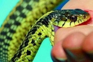 Bé 2 tuổi nhập viện cấp cứu do bị rắn độc cắn khi đang chơi ngoài sân