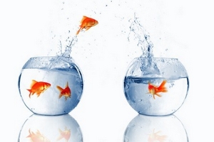 SBT hoàn tất phát hành cổ phiếu hoán đổi với BHS, dự kiến ngày 6/10 kết thúc chuyển giao