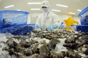 Kiểm soát dịch bệnh đối với tôm xuất khẩu sang thị trường Úc