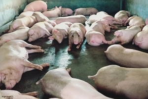 Giá heo hơi hôm nay 9/9: Miền Nam nhích lên, heo Trung Quốc vượt mức 50.000 đồng
