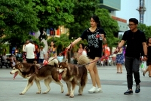 Chó thả rông: Ai phạt, phạt ai?