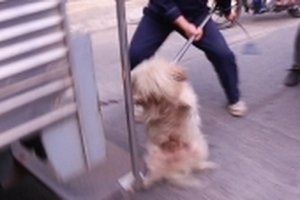 Chó thả rông định tấn công nhân viên săn bắt thì bị... lôi lên xe thùng