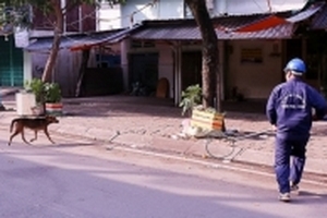 Quảng Nam nghiên cứu cách TP HCM bắt chó thả rông, chuộc lại nếu vi phạm