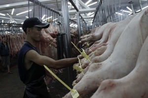 Giá heo hơi hôm nay (13/9): Miền Bắc giảm, miền Trung tăng