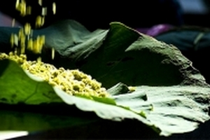 Gió thổi mùa thu hương cốm mới, tôi nhớ Hà Nội...