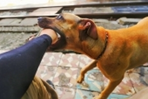 Hà Nội vẫn đang chờ phê duyệt chủ trương bắt chó thả rông?