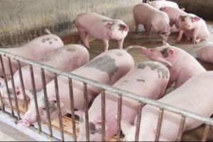 Giá heo hơi hôm nay (14/9) tăng tiếp ở miền Trung khi bão số 10 sắp đổ bộ