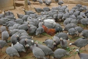 Đàn gà sao vạn con, 'đẻ' lãi 3 tỷ đồng/năm