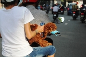 'Tôi đang dừng xe nghe điện thoại thì bị chó tấn công tới cấp'