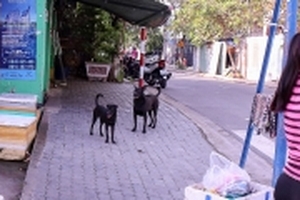 Chó thả rông, không rọ mõm vẫn còn ‘nhan nhản’ trên phố