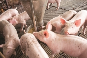 Giá heo hơi hôm nay (15/9) ổn định dưới 32.000 đồng/kg