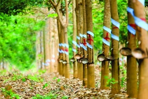 Việt Nam sẽ tham gia Hội đồng cao su Quốc tế nhằm ổn định giá cao su