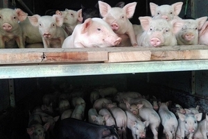 Giá heo hơi hôm nay (16/9) vẫn ‘bất động’ vì bão số 10