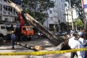 Cây cổ thụ bật gốc đè vào nhà 3 tầng, nhiều người hoảng hốt tháo chạy trong đêm