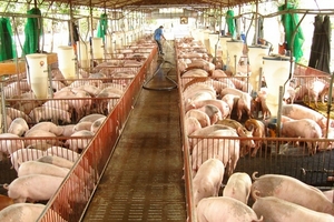 Giá heo hơi hôm nay (18/9) tăng nhẹ 500 – 1.000 đồng/kg tại miền Bắc