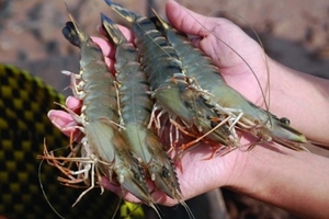 Nông dân miền Tây lãi đậm nhờ giá tôm tăng vọt