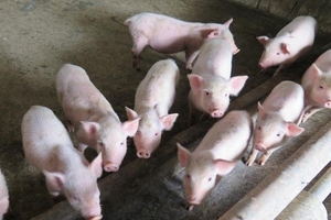 Giá heo hơi hôm nay (19/9) tăng nhẹ 500 – 1.000 đồng/kg tại một số tỉnh miền Trung